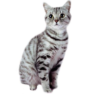 Cat chat en anglais