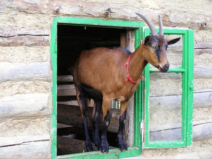Goat Goat, chèvre en anglais