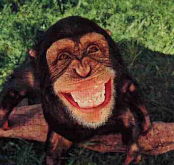 Monkey Monkey singe