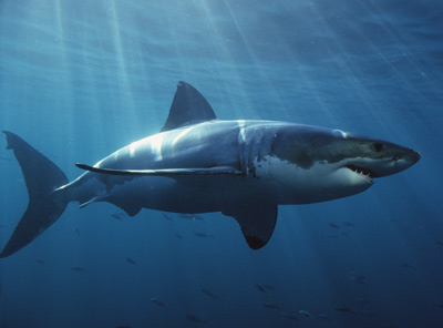 Shark Vocabulaire anglais shark